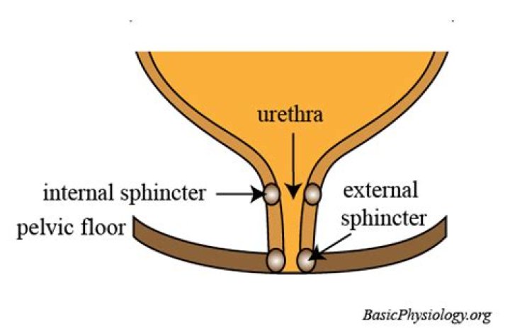 What is the difference between the internal and external urethral sphincters?