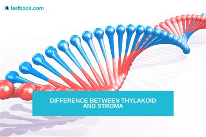 What is the difference between the Thylakoid and the stroma?