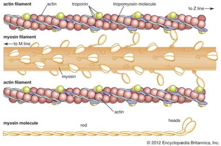 What is the function of actin filaments?