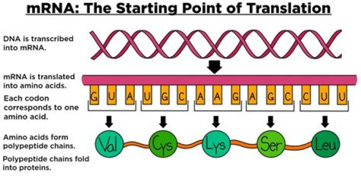 What is the function of mRNA during translation?