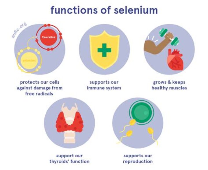What is the function of selenium?