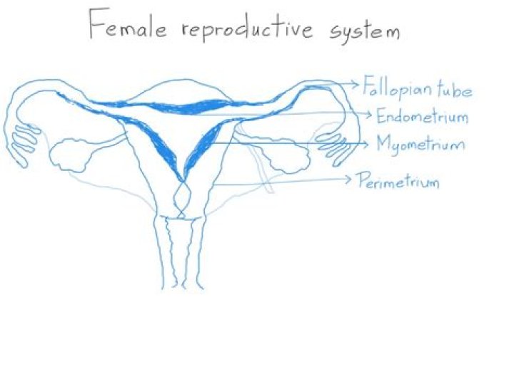 What is the function of the ovarian ligament?