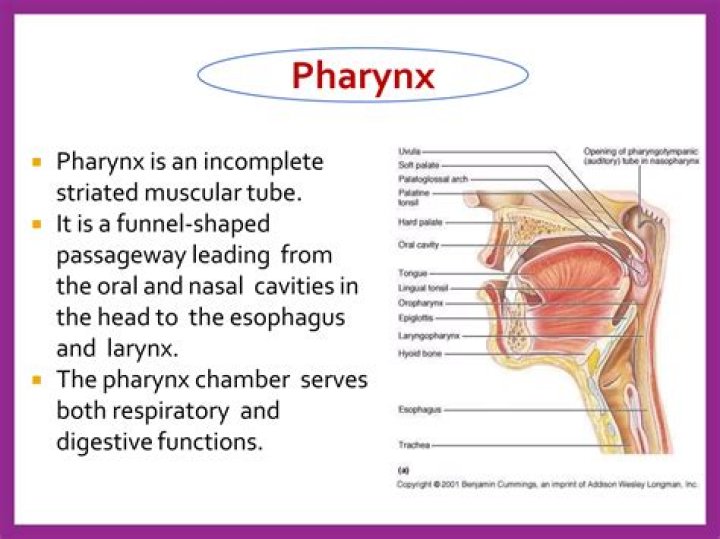 What is the function of the pharynx and esophagus?