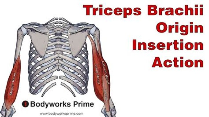 What is the insertion of the triceps Brachii?