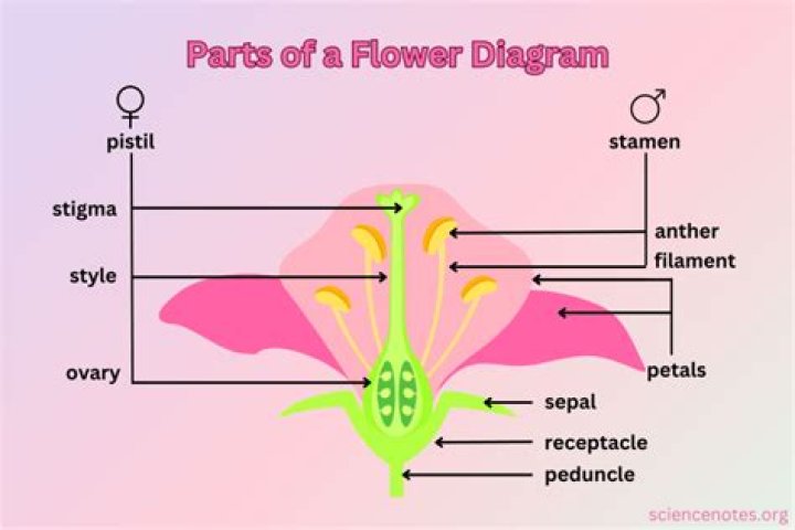 What is the job of the flower of a plant?