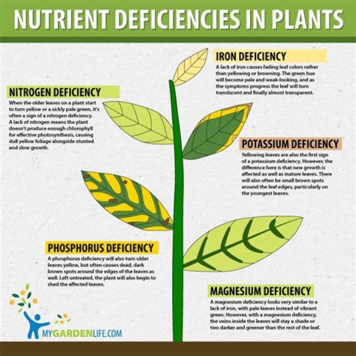 What is the most common nutrient deficiency in plants?
