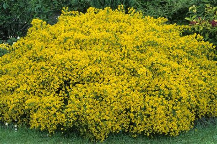 What is the name of the shrub with yellow flowers?