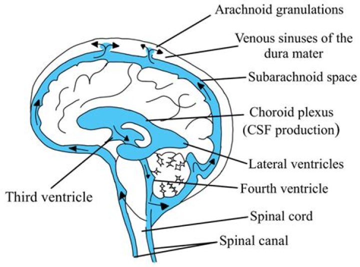 What is the normal volume of CSF?
