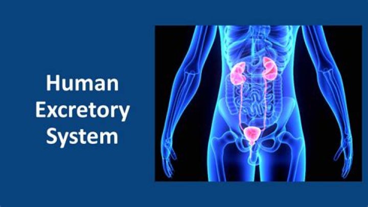 What is the order of the excretory system?
