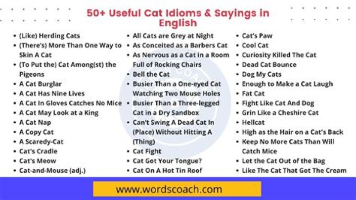 What is the origin of the phrase cat's pajamas?