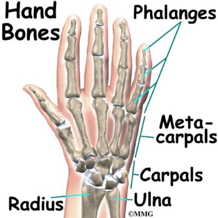 What is the palm side of the hand called?