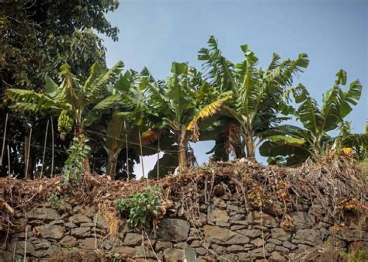 What is the phylum of a banana tree?