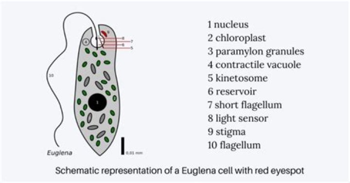 What is the purpose of the eyespot?