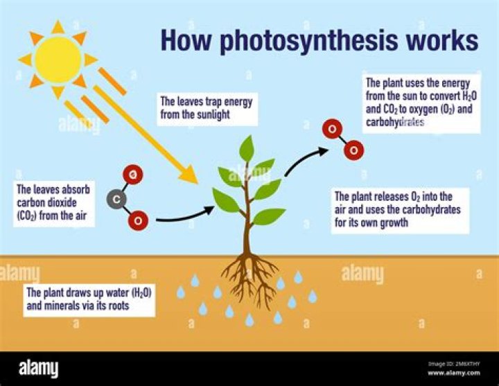 What is the reason plants use water in photosynthesis?