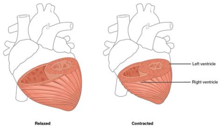 What is the right side of the heart called?