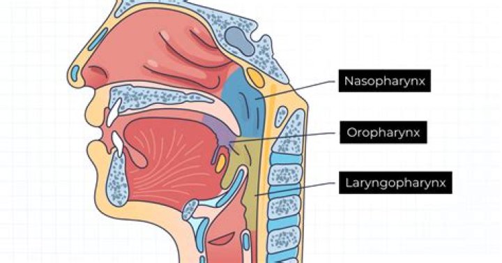 What is the role of the pharynx?