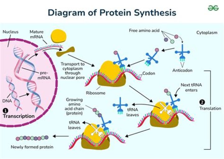 What is the sequence of organelles that are involved in protein synthesis?