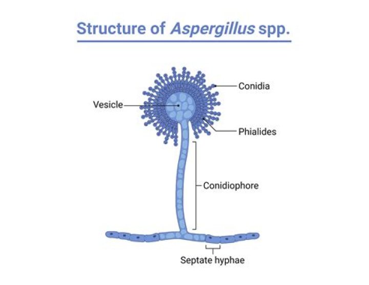 What is the shape of Aspergillus?