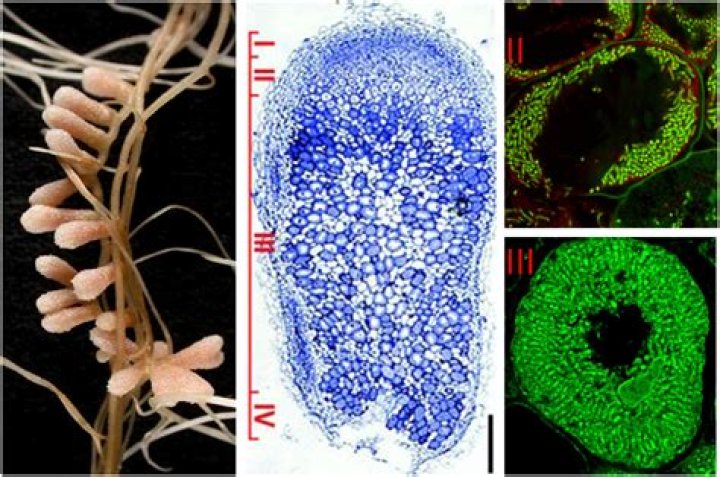 What is the shape of Rhizobium?