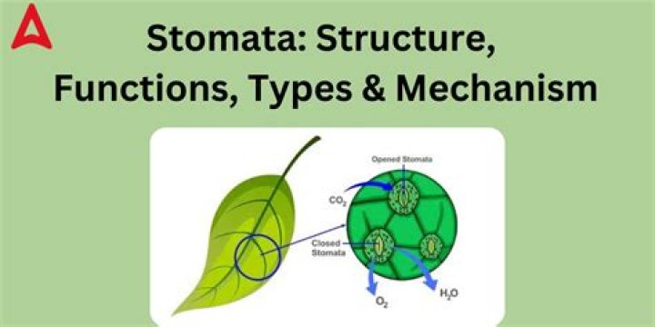 What is the stomata function?