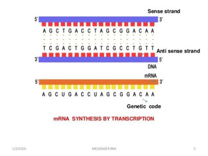 What is the structure of messenger RNA?