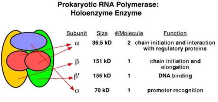 What is the subunit composition of the bacterial RNA polymerase holoenzyme?