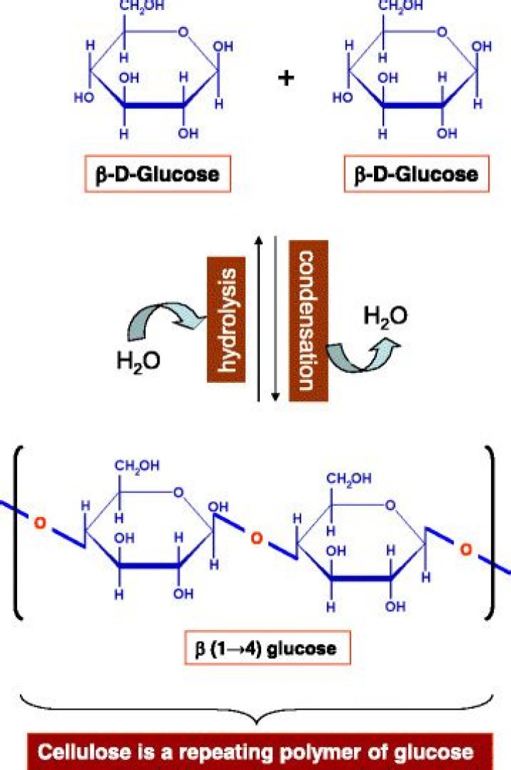 What is the subunit of cellulose?