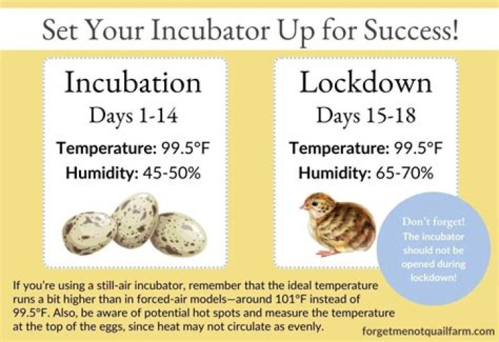 What is the temperature for hatching quail eggs?
