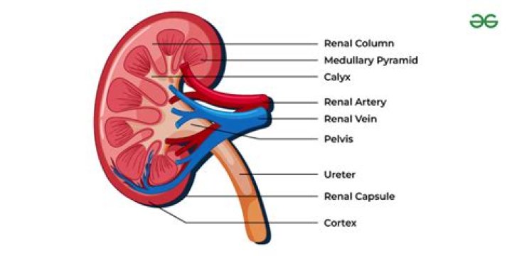 What is the term for the funnel shaped structure in the kidneys that forms into the ureter?