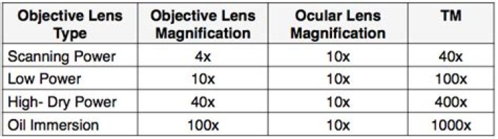 What is the total magnification of 40x objective lens?