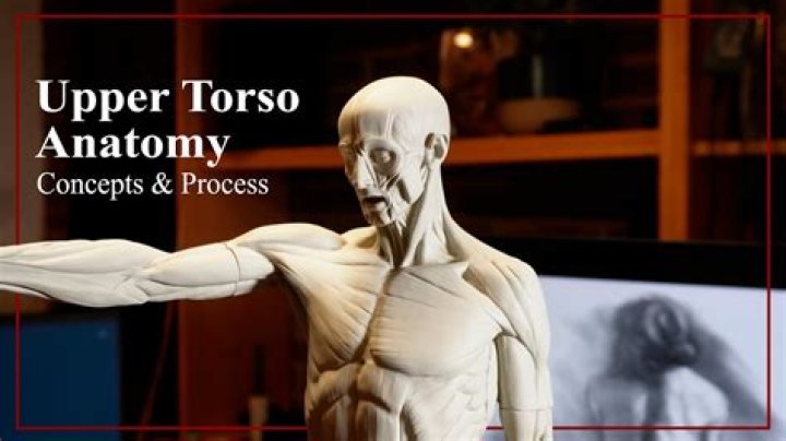 What is the upper torso?
