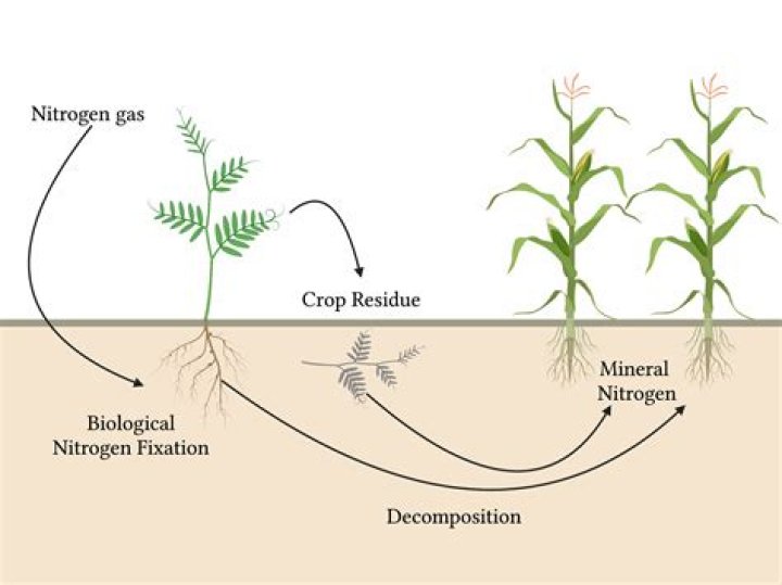 What is the work of Rhizobium?