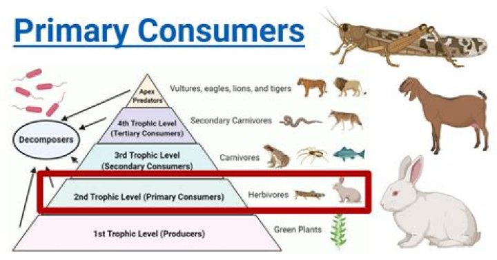 What kind of consumer is an elk?