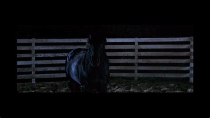 What kind of horse was Flicka?