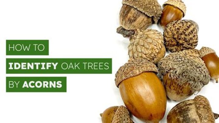 What kind of nut does an oak tree produce?