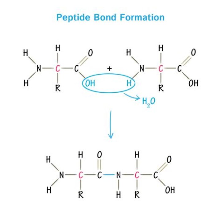 What kind of reaction forms a peptide bond Brainly?