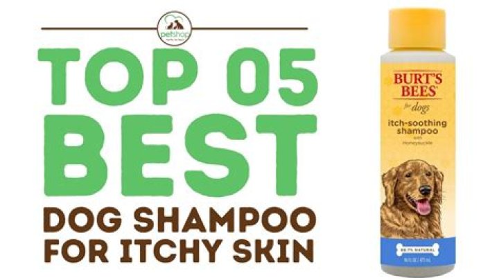 What kind of shampoo is best for dogs?