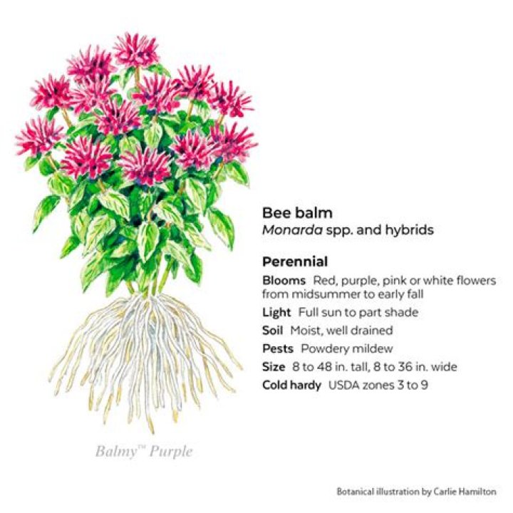 What kind of soil does bee balm like?