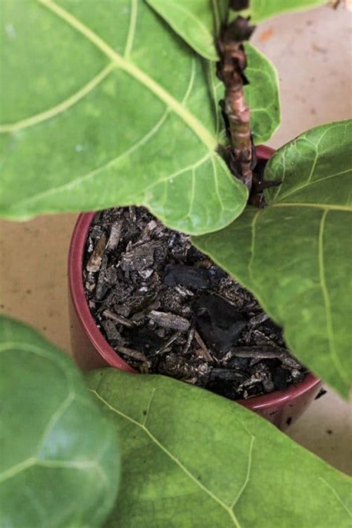 What kind of soil does fiddle leaf fig need?