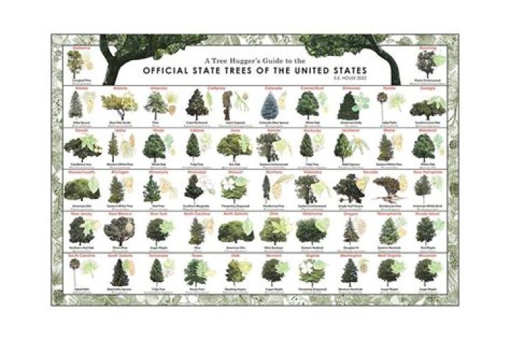 What kind of trees are in Kansas?