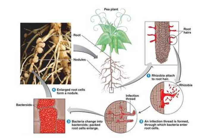 What kingdom does Rhizobium belong to?