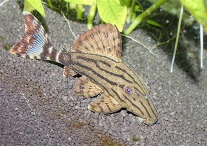 What lizards can coexist with fish?