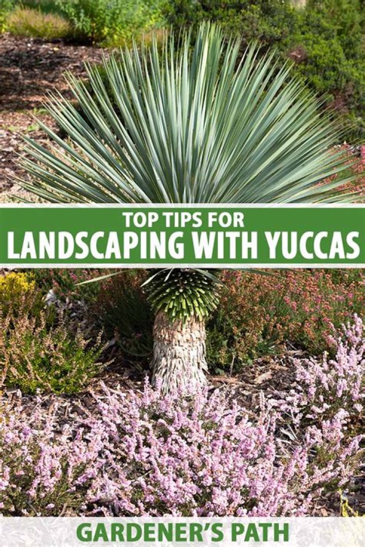 What looks good with yucca plants?