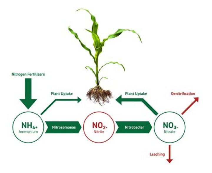 What nitrogen does to corn?