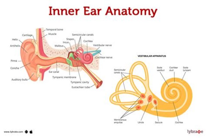What parts make up the inner ear?