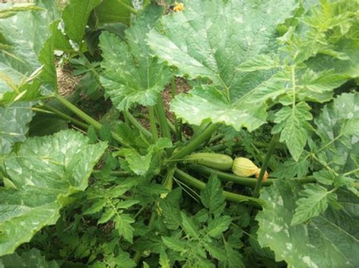 What pests eat zucchini?