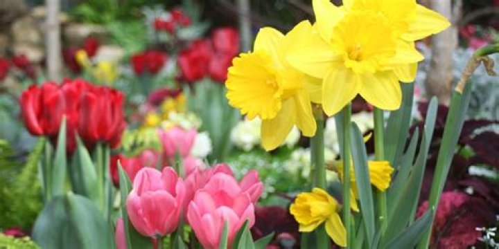 What plants can I plant in early spring?