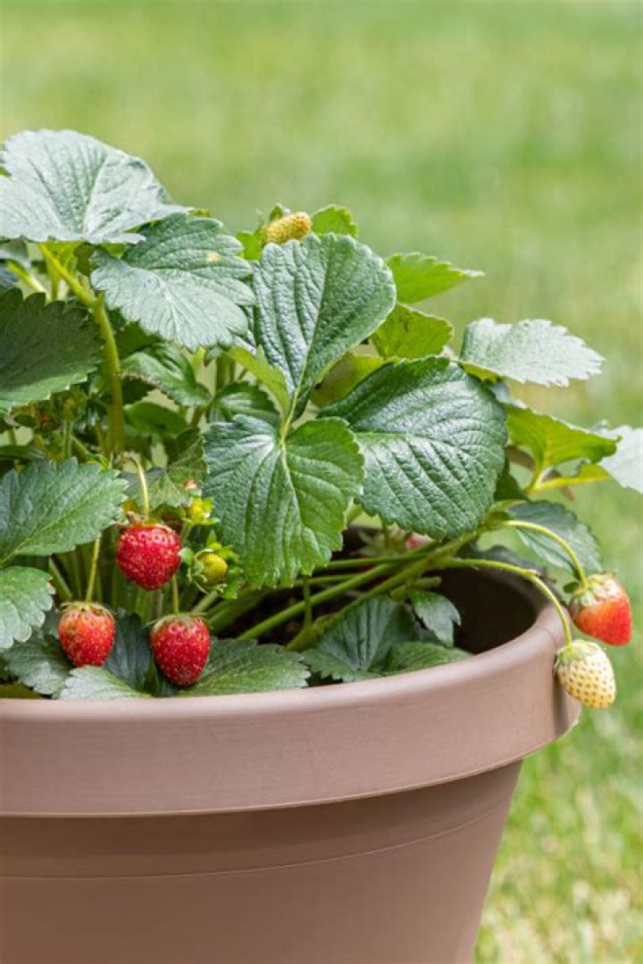 What plants grow well in a strawberry pot?