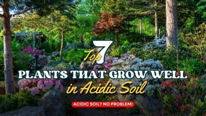 What plants grow well in acid soil?