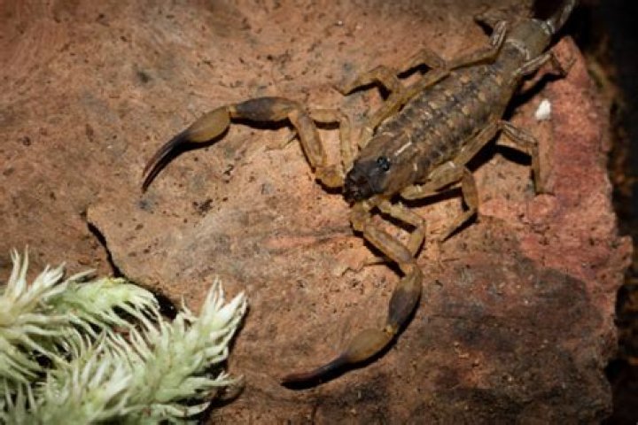 What plants keep scorpions away?